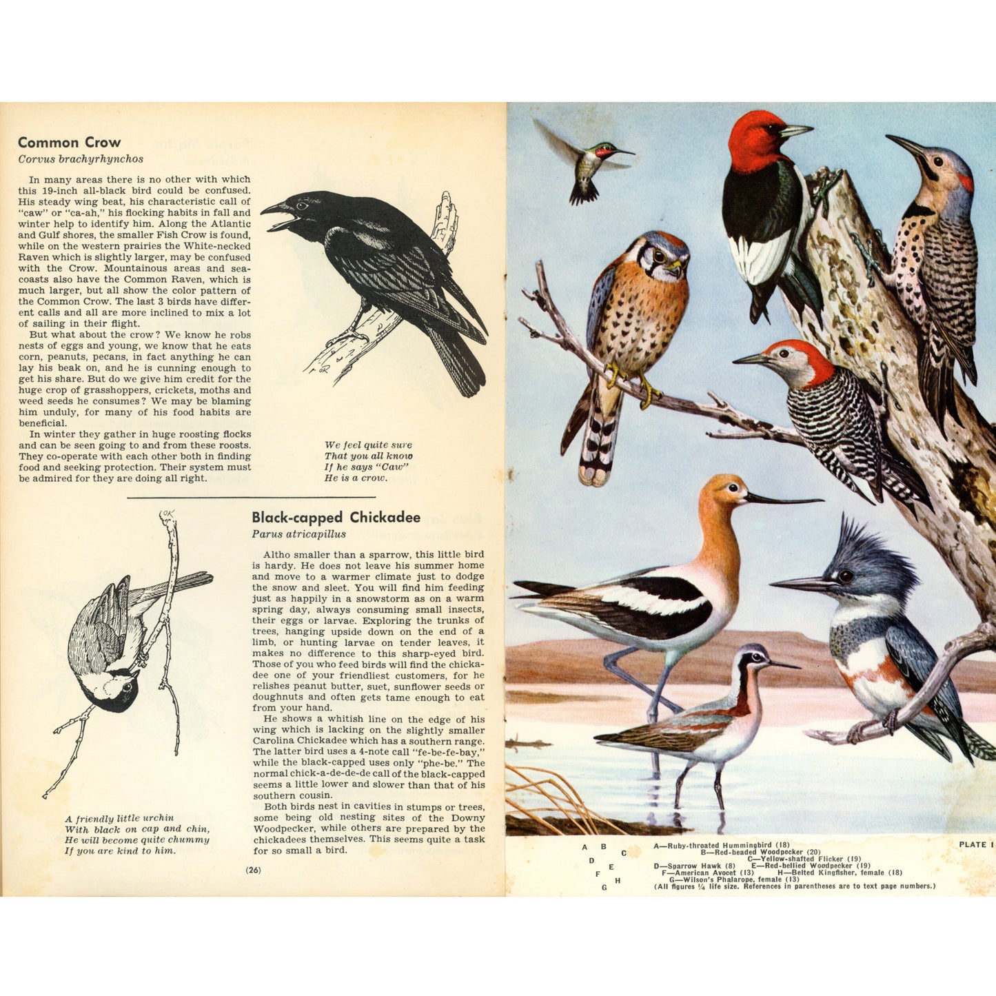 Vintage 1959 Introduction to Our Bird Friends by Carson & Rice. Mid-century bird guide with illustrations. Sample pages
