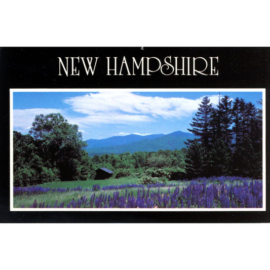 New Hampshire Lupine Blossoms White National Forest Chrome Postcard Front