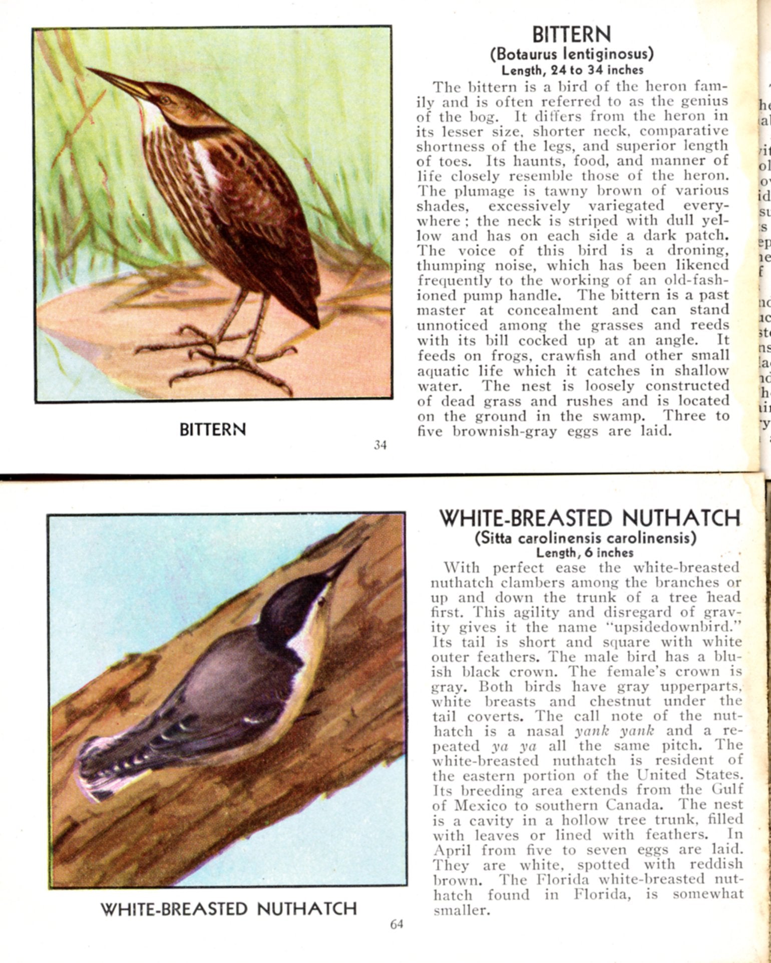 The RED BOOK of Birds of America and The GREEN BOOK of Birds of America (Set of 2) ©1931 SAMPLE NARRATIVE AND ILLUSTRATION