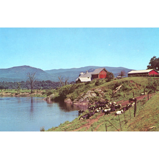 Placey Farm Newbury Vermont Chrome Post Card