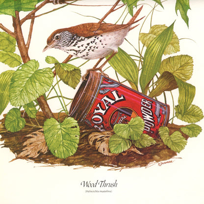 Vintage Wood Thrush and Winter Wren Canvas Sheet Bird Prints Signed R. Dorman Set of Two Circa 1970s