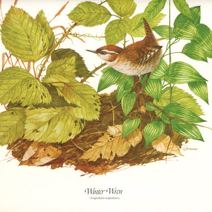Vintage Wood Thrush and Winter Wren Canvas Sheet Bird Prints Signed R. Dorman Set of Two Circa 1970s