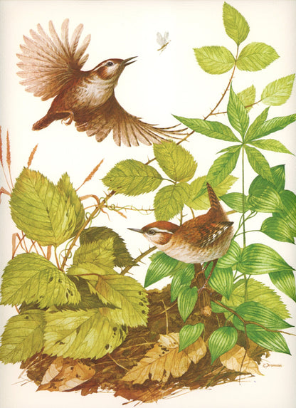 Vintage Wood Thrush and Winter Wren Canvas Sheet Bird Prints Signed R. Dorman Set of Two Circa 1970s